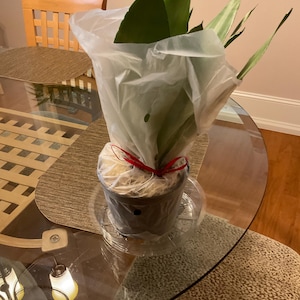 Rosemarie added a photo of their purchase
