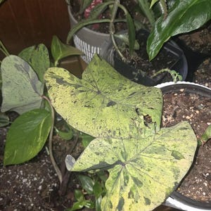 Jean added a photo of their purchase