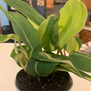 Candace M added a photo of their purchase