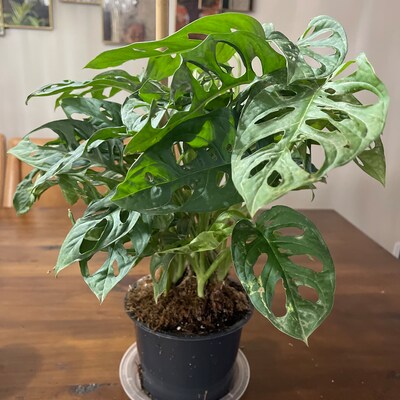 MONSTERA ADANSONII in 6 Inch Pot Swiss Cheese Plant Indoor/outdoor Live ...