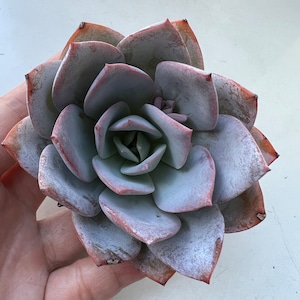 Helen added a photo of their purchase