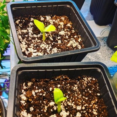 Flower of Hawaii 15 Seeds - Etsy