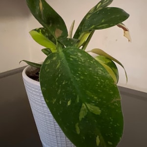 Gale added a photo of their purchase