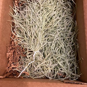 Theresa heeft een foto van zijn/haar aankoop toegevoegd