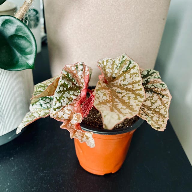 Extremely Rare Pink Variegated Snow Capped Begonia - 4'' Pot