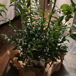 LaTonya added a photo of their purchase