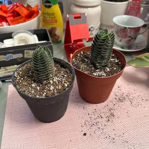 Jackie ha añadido una foto de su compra