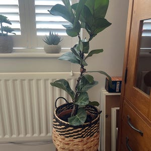 Gillian added a photo of their purchase