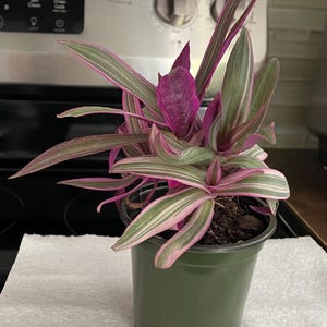 Variegated Dwarf Oyster Plant: Tradescantia Spathacea Tricolor