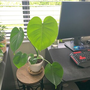 kmooreimius added a photo of their purchase