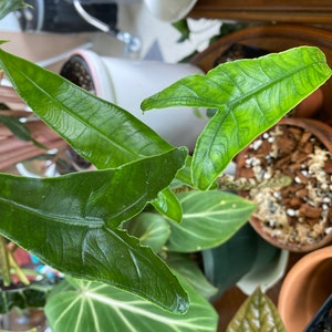 ABRAHAM added a photo of their purchase