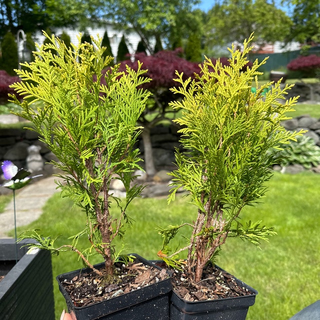 Thuja Occidentalis 'aurea' - Golden Globe Arborvitae - Live Plant - 4 Pot  Size - Etsy