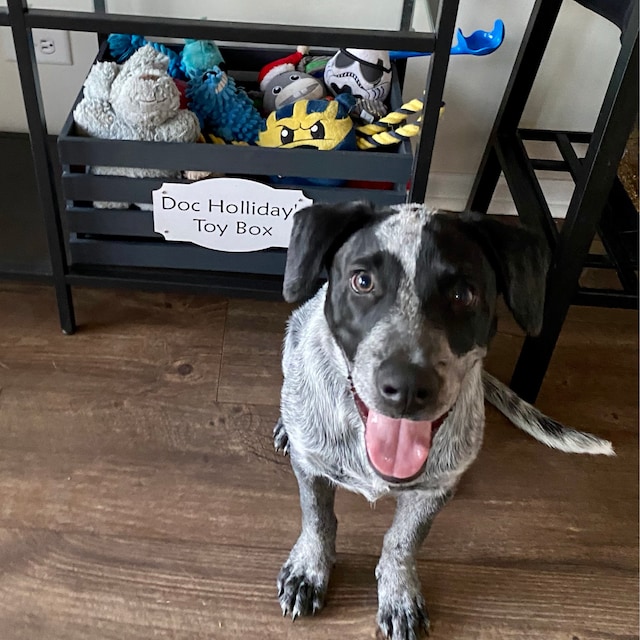 Emergency Tie Gift Box – Tiny Big Dog Designs