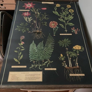 Celestial Vintage School Chart Poster With Tasmanian Oak - Etsy India