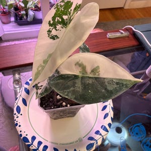 Ryan added a photo of their purchase