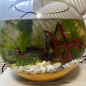 Tam hat ein Foto des gekauften Artikels hinzugefügt