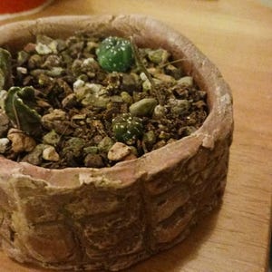 Allison added a photo of their purchase