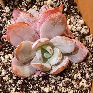 Cathy added a photo of their purchase