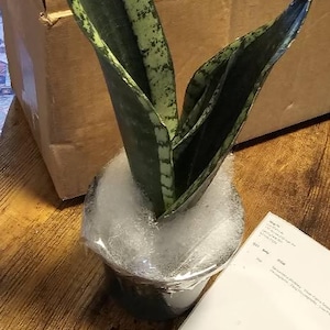 Luz added a photo of their purchase
