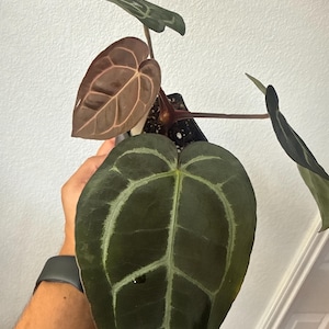 Mason さんが購入した商品の写真を追加しました