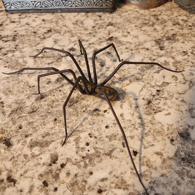 Araignée géante en plastique comme décoration | araignée domestique réaliste deux fois plus grande | Accessoire d'Halloween | 1 pièce - France