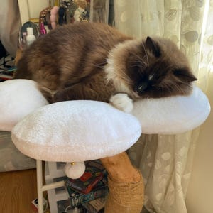 Paula added a photo of their purchase