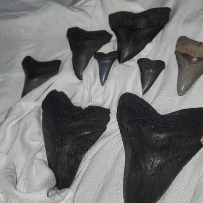 6 Megalodon Teeth the Largest One Measures 4.90 Inches. - Etsy
