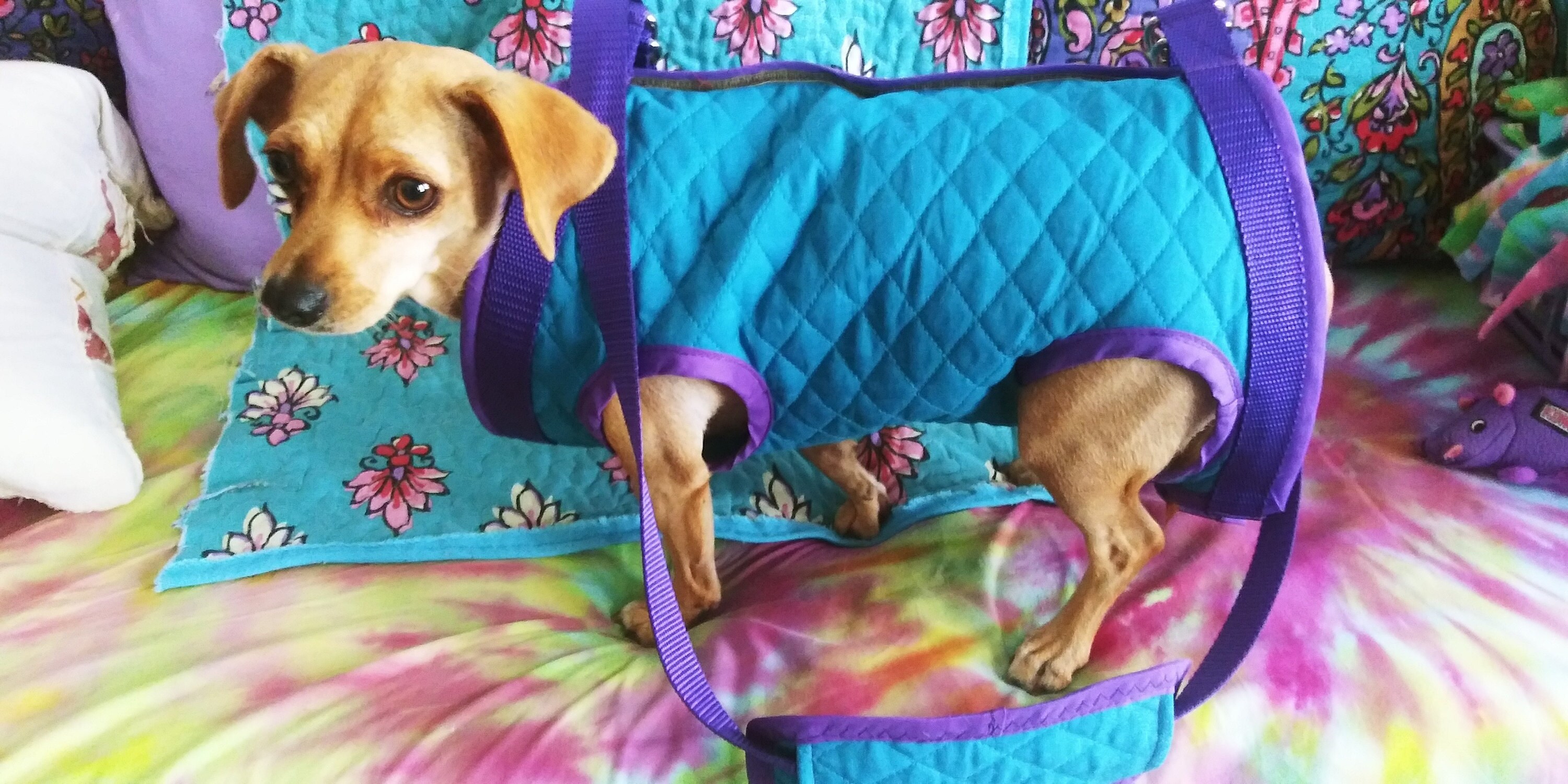 Dog Purse Airline Approved Dog Carrierhands Free Leashpet Etsy
