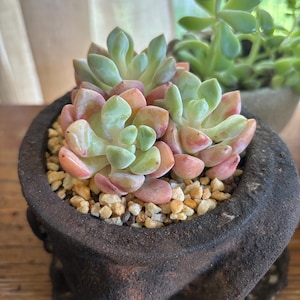 Sheila added a photo of their purchase