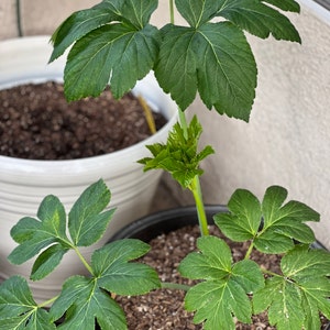 Midori added a photo of their purchase