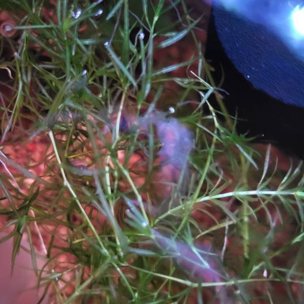 Guppy Grass Floating Aquarium Plant – Large 2 Oz Portion, Beginner Friendly, Free Shipping