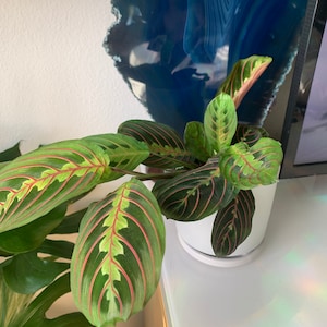 Whitney added a photo of their purchase