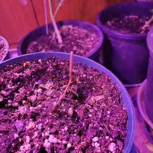 Sandra ha añadido una foto de su compra