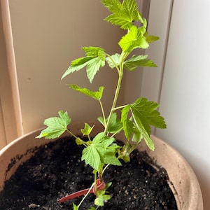 Olga added a photo of their purchase