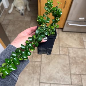 Jennifer added a photo of their purchase