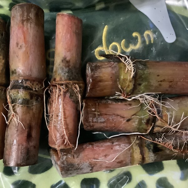 Sugar Cane Cuttings Etsy