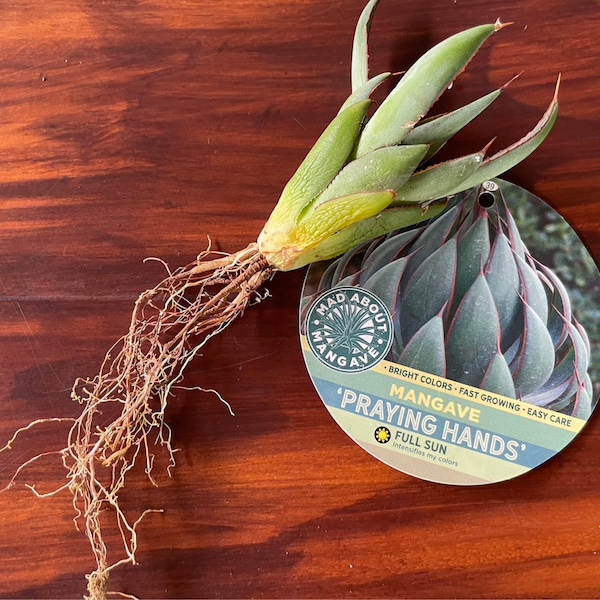 Praying Hands Mangave Plant - Rare Agave/Manfreda Hybrid, Larger Size (3-4  Plants) Praying Hands Plant