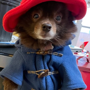 Paddington outfit store for dogs