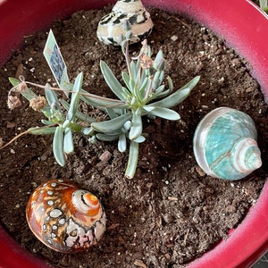katie added a photo of their purchase