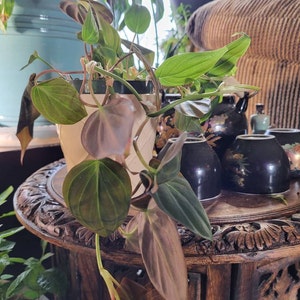 Tanya added a photo of their purchase