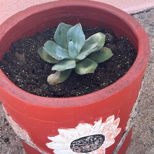Agave Parryi Truncata - アガベ パリー トルンカータ トランカータ