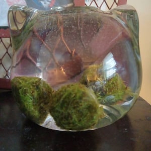 Caitlyn added a photo of their purchase