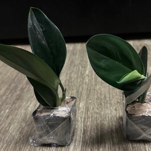 Poulami added a photo of their purchase
