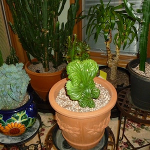 bromeliads indoor plants Bromeliad Vriesea Intenso Orange Houseplant - Small (10"-16" tall) Grow Pot