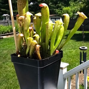 Pat added a photo of their purchase