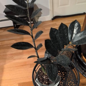 Debra added a photo of their purchase