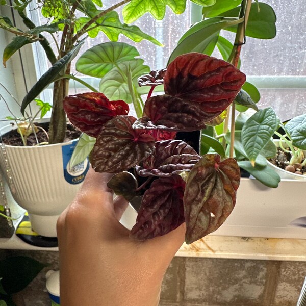 Peperomia 'ruby Ripple' - Etsy