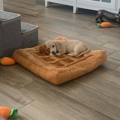 TONBO Hundespielzeug Set – Knisternde Plüschtiere (Speck, Ei, Waffel) Für Leichte Kauer