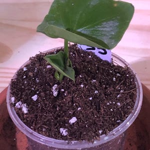 Roman ha aggiunto una foto del proprio acquisto