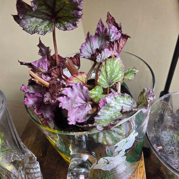 Peperomia 'ruby Ripple' - Etsy